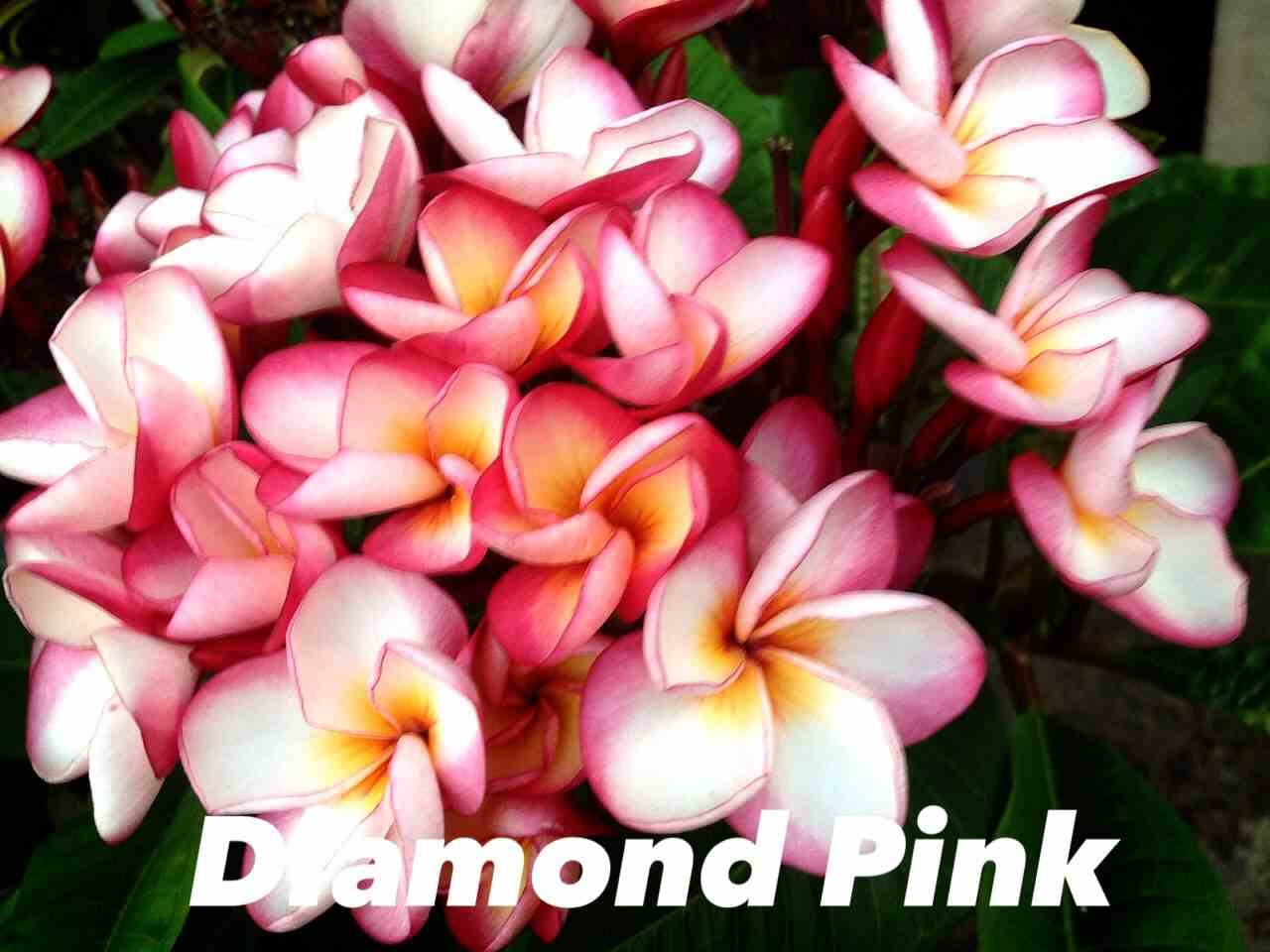 Plumeria rubra "diamond pink" (frangipanier) taille pot de 2 litres ? 20/30 cm -   blanc/jaune/rose