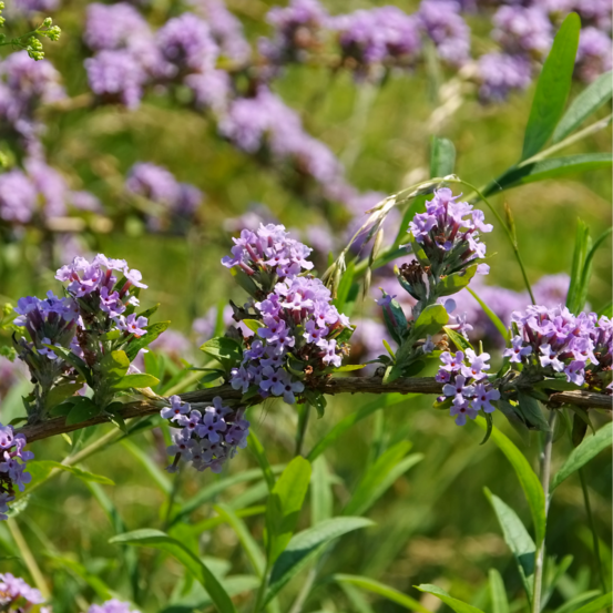 Arbre aux papillons alternifolia - buddleja alternifolia 40 cm pot 3l