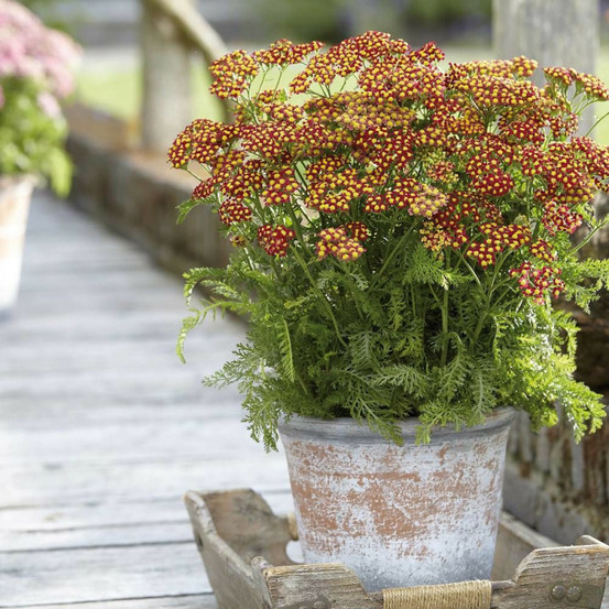 Achillée millefeuille milly rock™ red pot de 3l - 20/40 cm