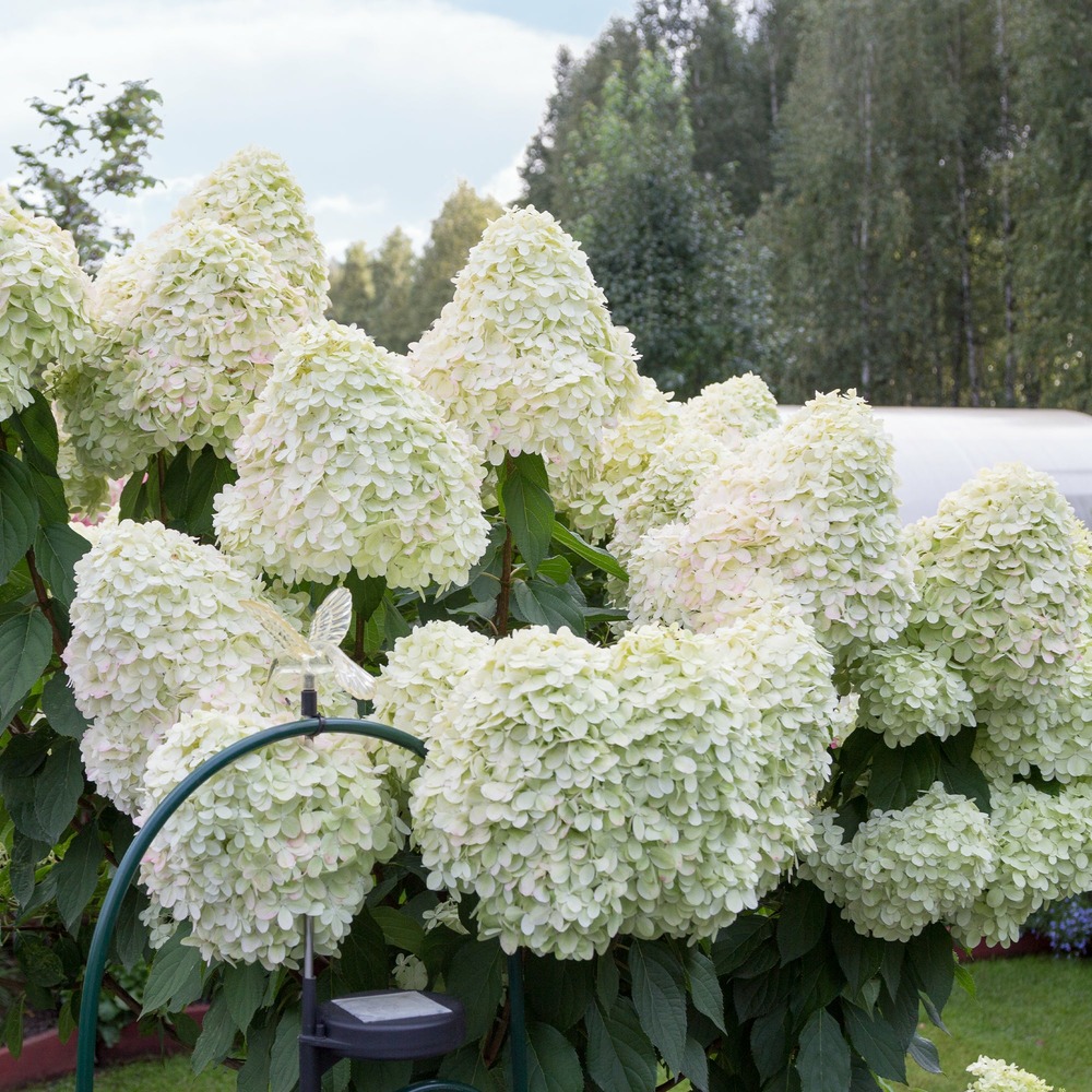 Hortensia paniculé hercules - le pot / ø 9cm / hauteur livrée 15-20cm, vendu par lot de 2