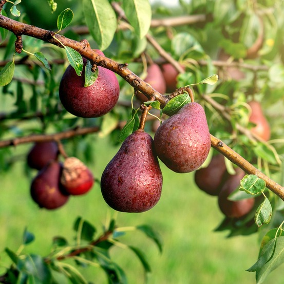 Poirier william's rouge - le pot / 5l / hauteur livrée 80-100cm