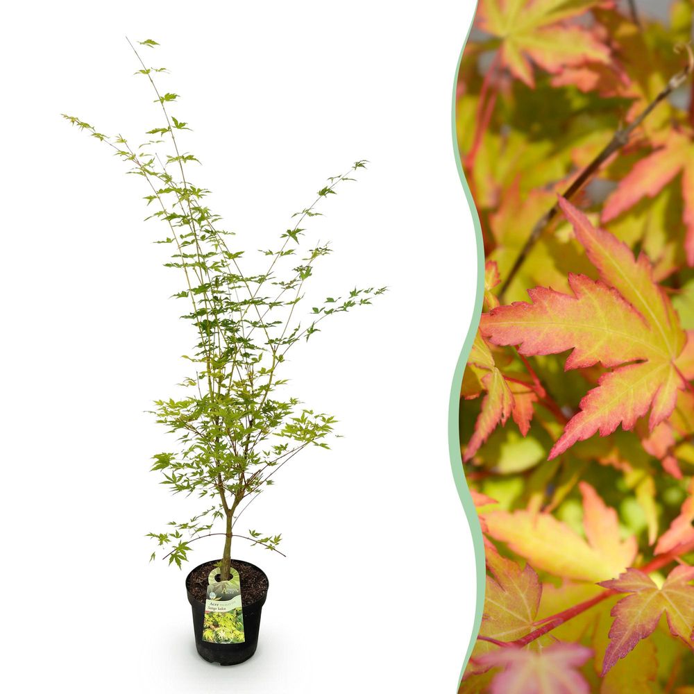 Érable du japon 'sangokaku' - pot 26 cm - hauteur 90 cm - plante d'extérieur