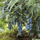 Mahonia eurybracteata 'sweet winter':pot 4l
