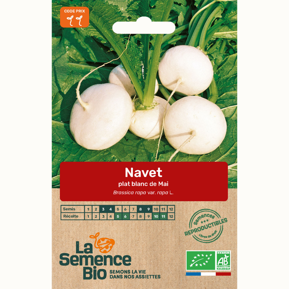 Navet plat blanc de mai - graines bio