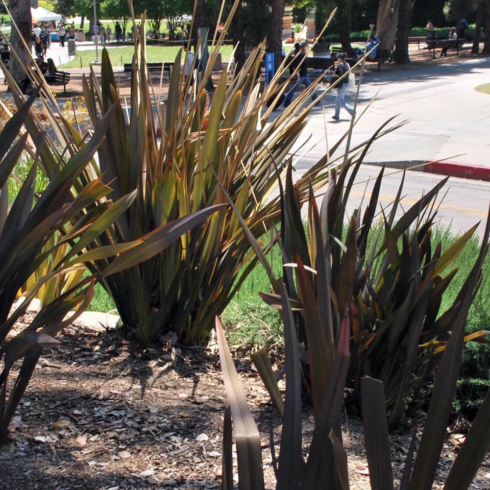 Lin de nouvelle-zélande surfer bronze, phormium pot de 4l - 20/40 cm