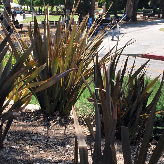 Lin de nouvelle-zélande surfer bronze, phormium pot de 4l - 20/40 cm