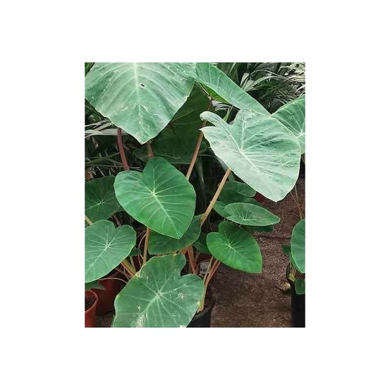 Colocasia esculenta var. Chine rose (oreille d'éléphant) pot de 2 litres ? 20/30 cm