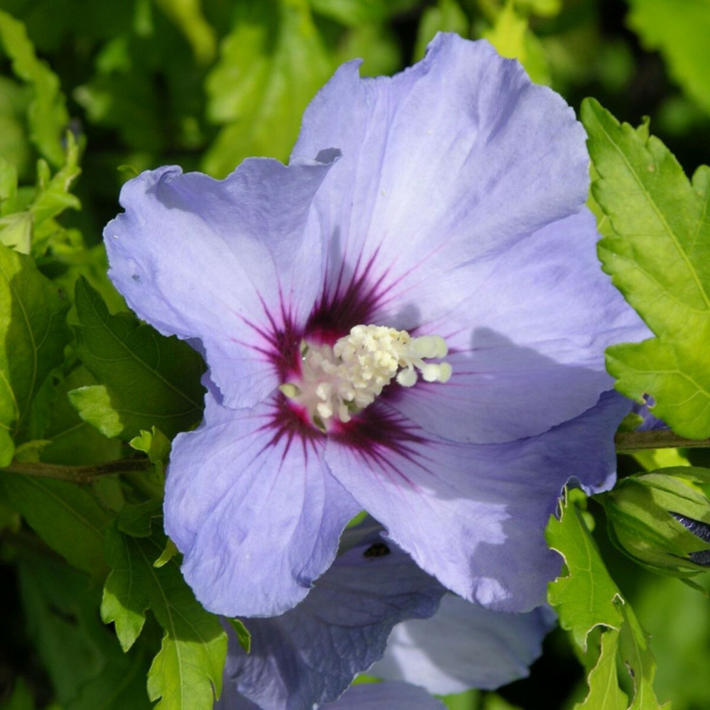 Hibiscus oiseau bleu, althéa pot de 4l - 40/60 cm