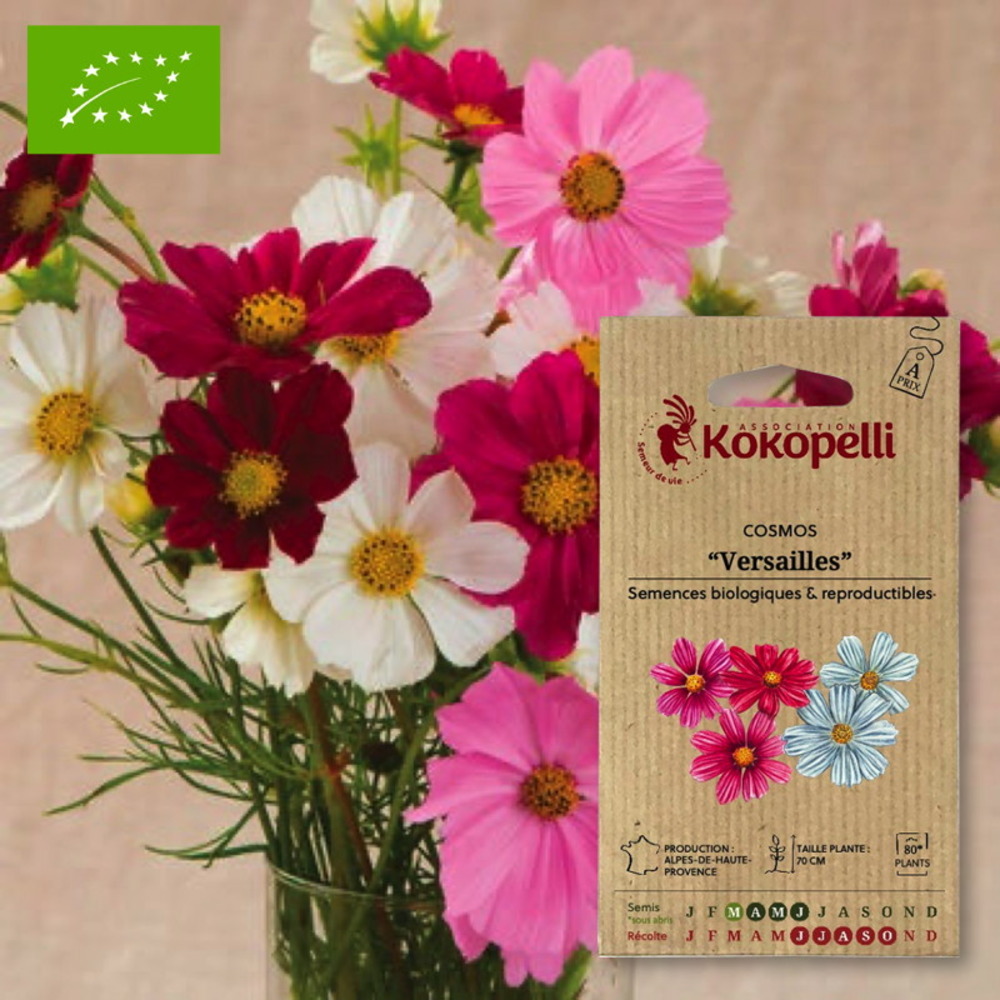 Graines bio à semer - cosmos versailles