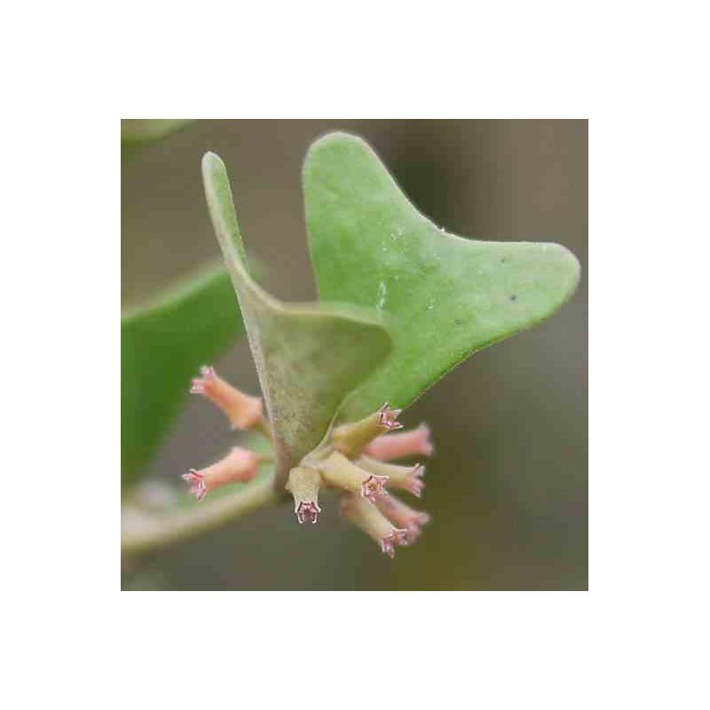 Hoya manipurensis (fleur de porcelaine, fleur de cire)   rouge - taille pot de 2 litres - 20/40 cm