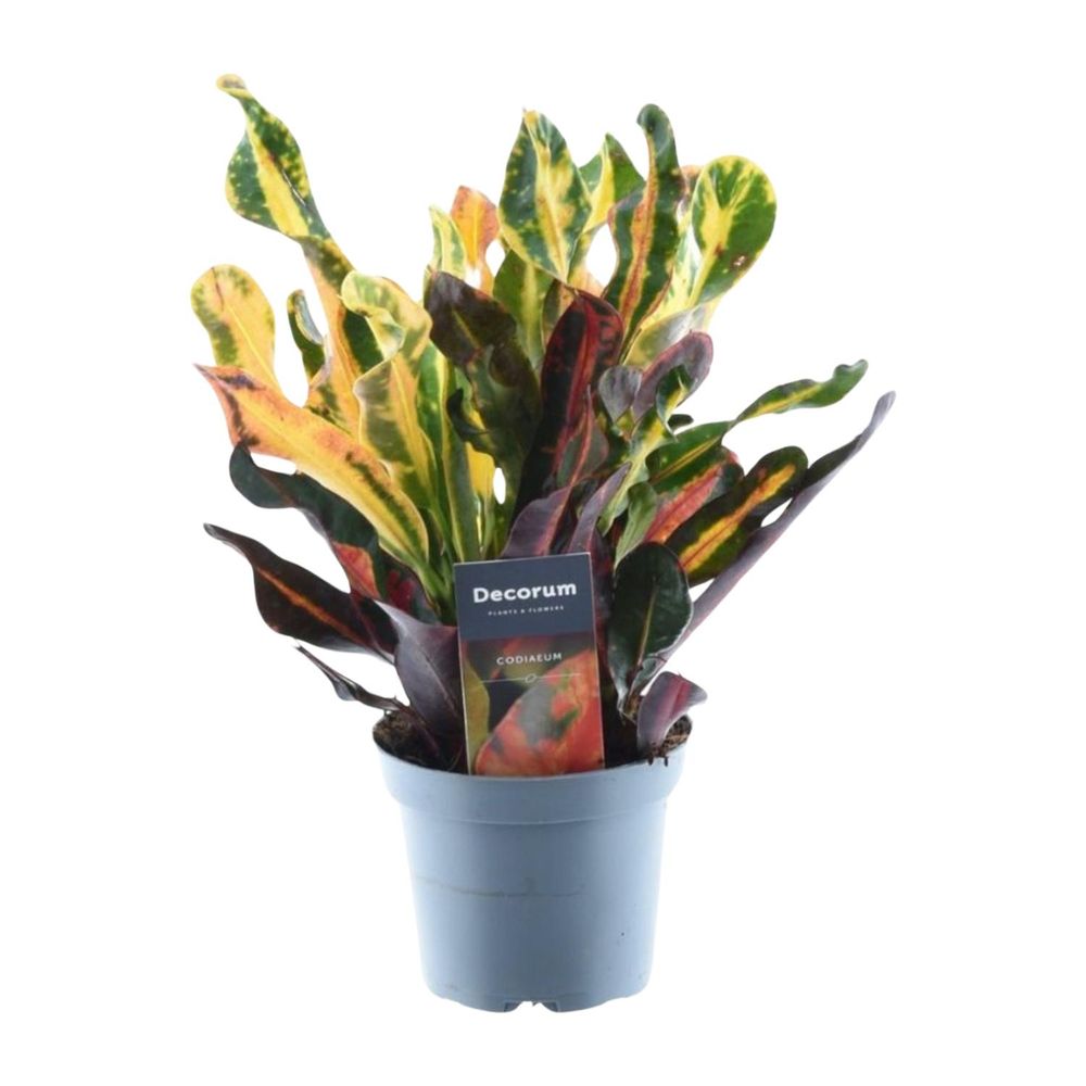 Codiaeum variegatum 'mammi - plantes d'intérieur