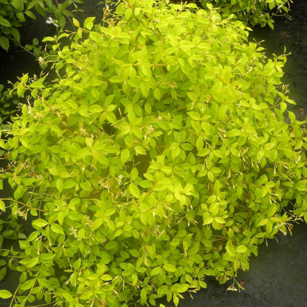 Jasmin étoilé golden memories® godet - 5/20 cm