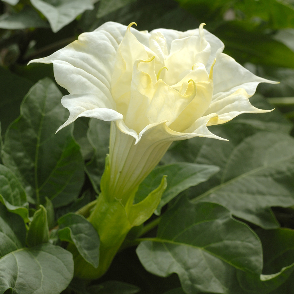 Datura 'double white lady' le sachet de 8 graines environ