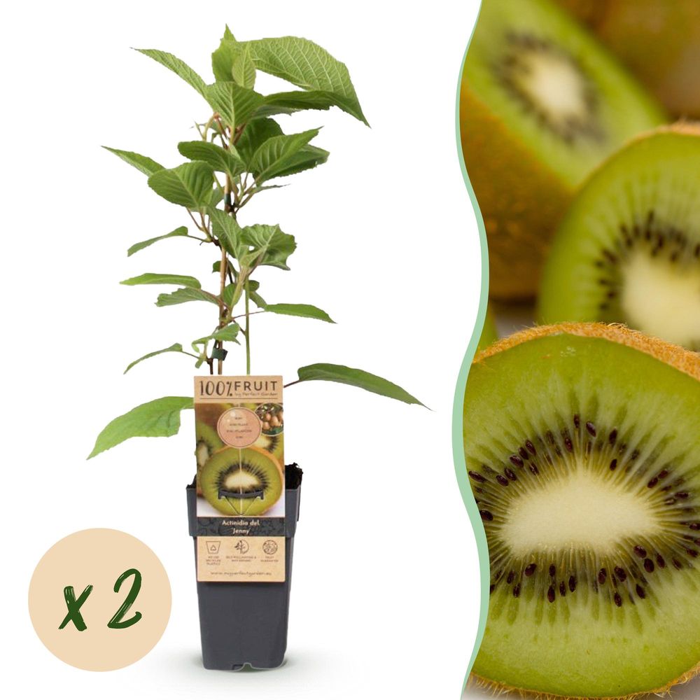 Kiwi 'jenny' - pot 15 cm - hauteur 50 cm