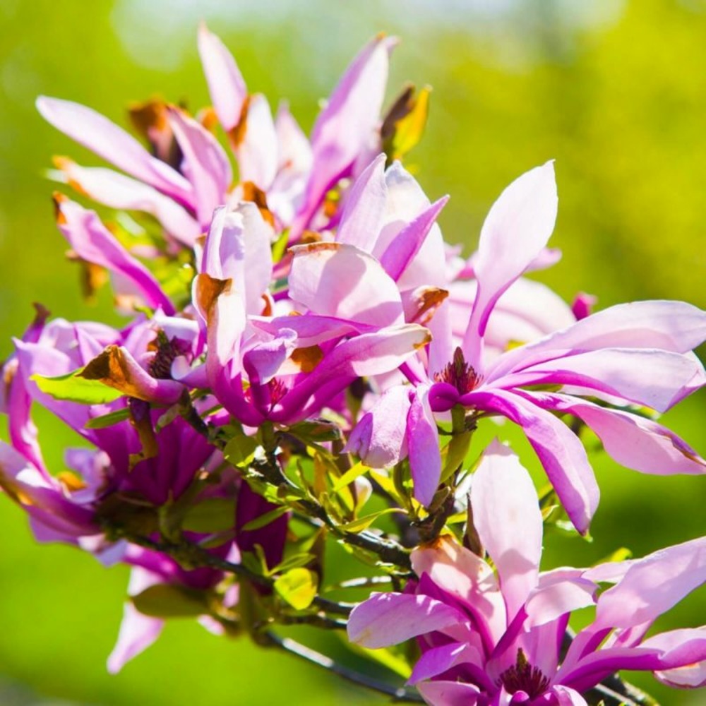 Magnolia 'betty' (magnolia 'betty')