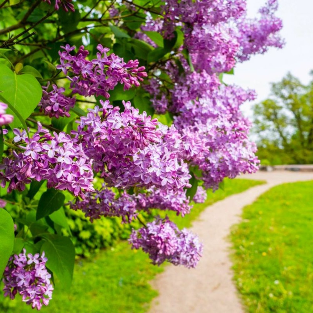 Lilas commun 'belle de nancy' (syringa vulgaris)