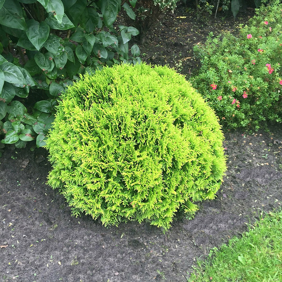 Thuya du canada mirjam - le pot / ø 9cm, vendu par lot de 4