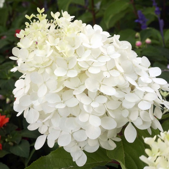 Hortensia paniculé 'phantom' pot de 7,5l/10l