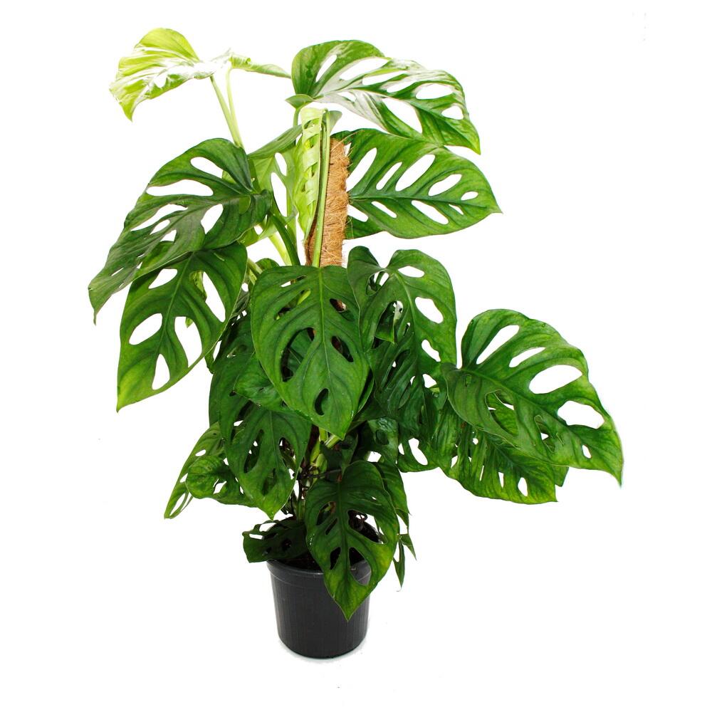 Plante grimpante insolite sur tige de mousse - monstera 'escaletto' - feuille de fenêtre - hauteur env. 80cm - pot 16cm