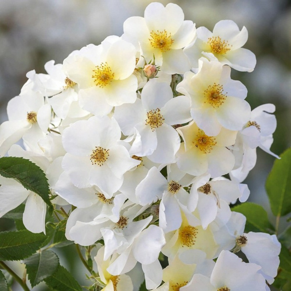 Rosier 'kew gardens' pot de 3l/4l