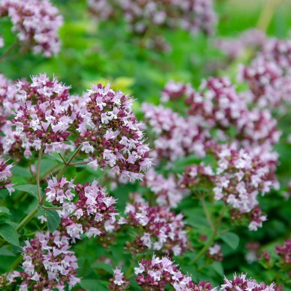 Origan rosenkuppel lot de 9 godets