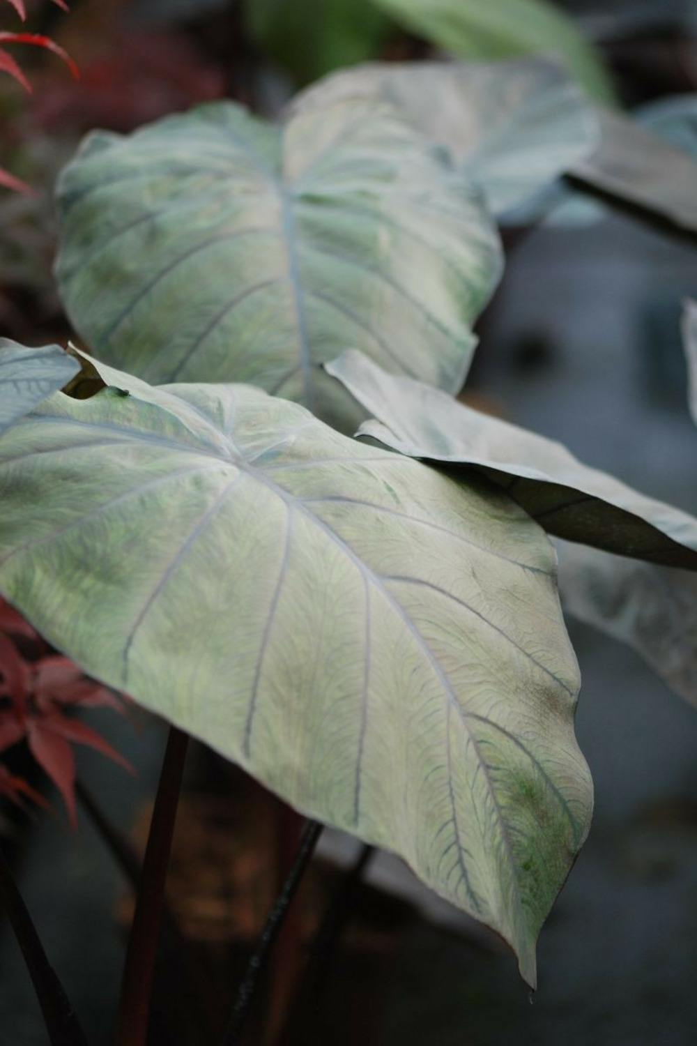 Taro black ripple' - en pot de 3 litres