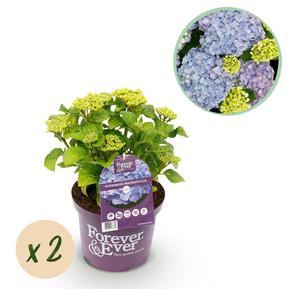 Hortensia forever ever - lot de 2 - pot 23 cm - hauteur 55 cm