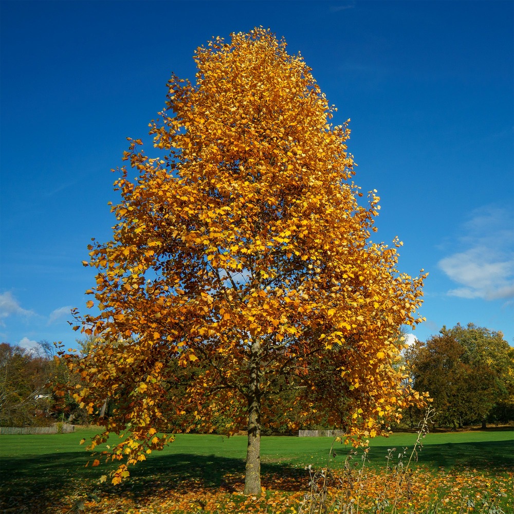 Tulipier de virginie - le pot / ø 9cm / hauteur livrée 40-60cm, vendu par lot de 2