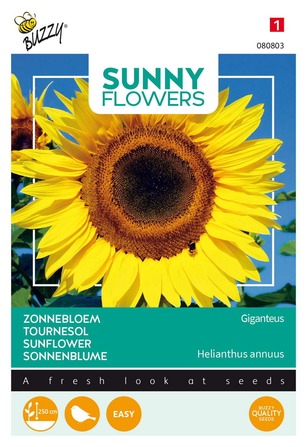 Buzzy sunny flowers, tournesol géant giganteus - ca. 5 gr (livraison gratuite)