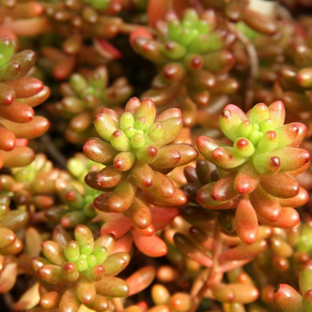 Orpin blanc, sedum lot de 9 godets