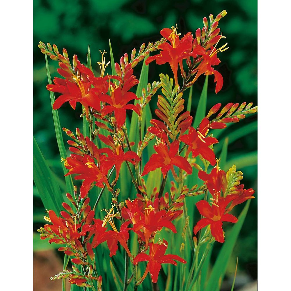 Crocosmia masonorum red - 3 godets plante vivace