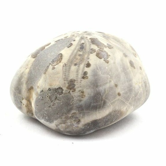 Oursin fossile, toxaster amplus 145.30 carats