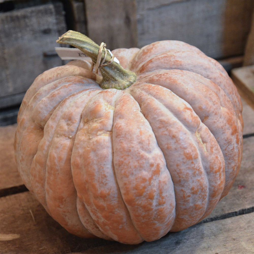 Courge musquée 'futsu black rinded' le sachet de 20 graines environ (1g)