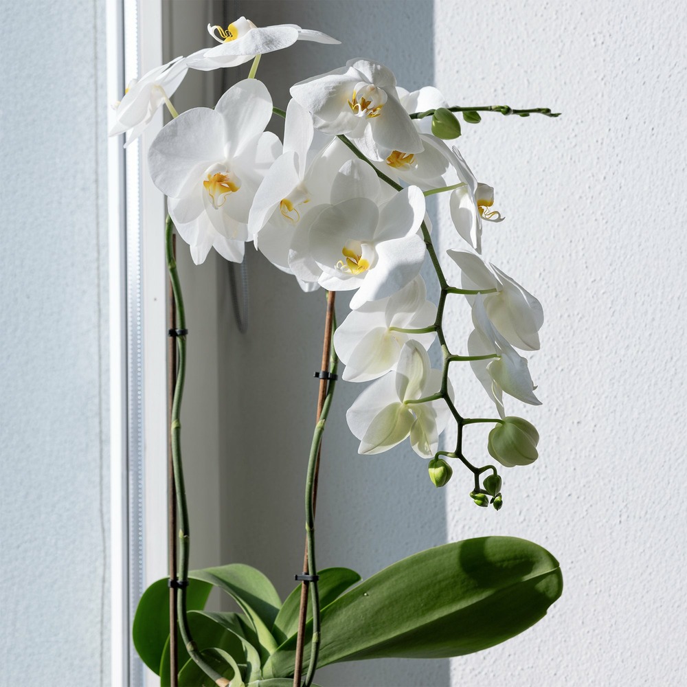 Orchidée blanche - le pot / ø 12cm / hauteur livrée 40-50cm
