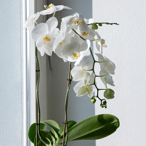 Orchidée blanche - le pot / ø 12cm / hauteur livrée 40-50cm