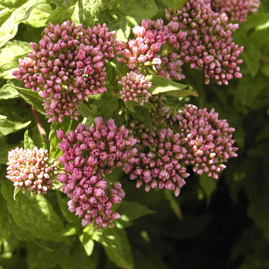6 x eupatoire chanvrine 'plenum' - eupatorium cannabinum 'plenum' - godet 9cm x 9cm