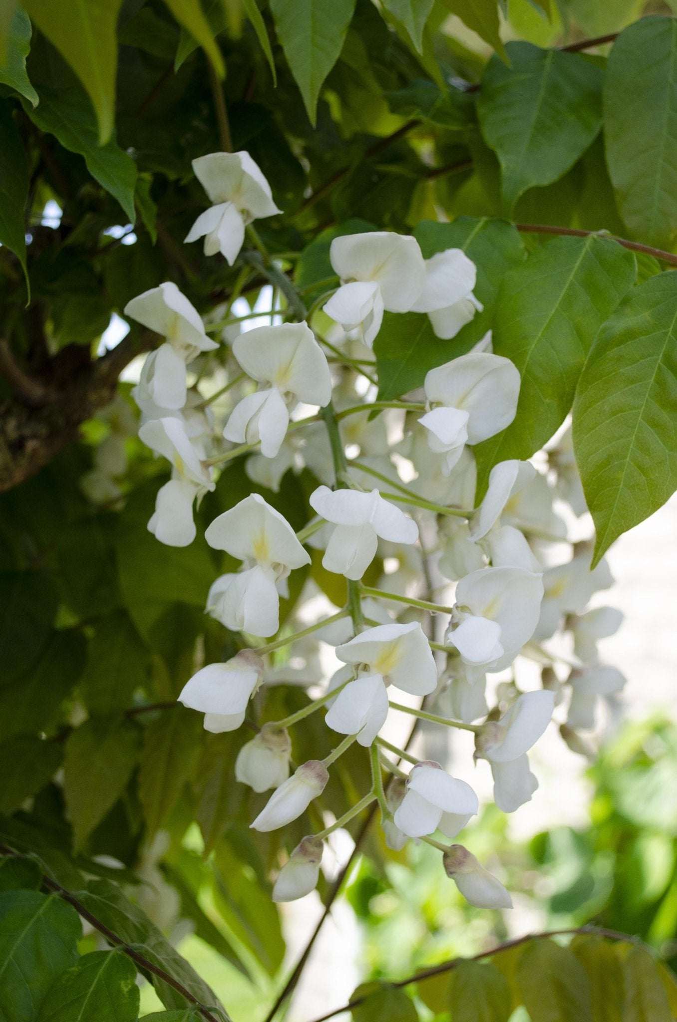 Glycine blanc - lot de 2 - ↨65cm - ø15 - plante grimpante extérieur