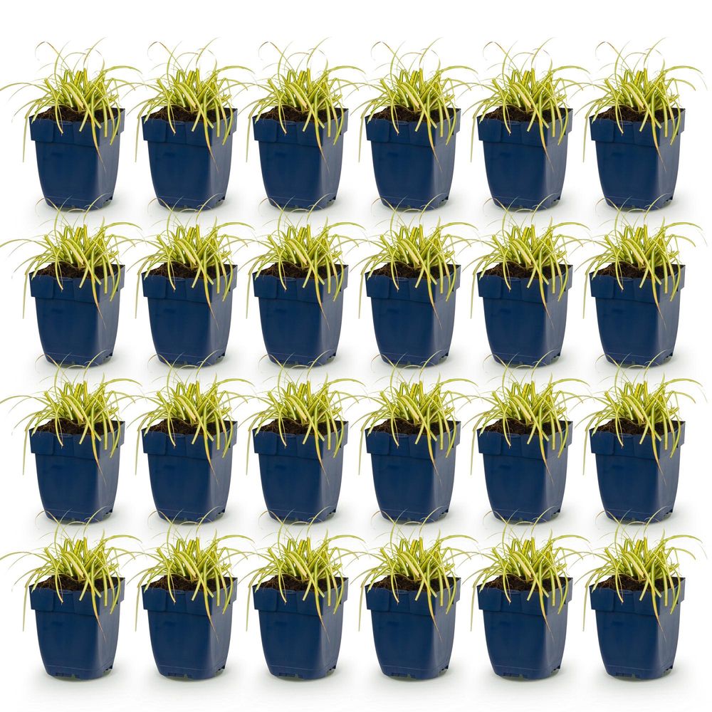 Laîche 'evergold' - lot de 24 - pot 11 cm - hauteur 25 cm - plante d'extérieur
