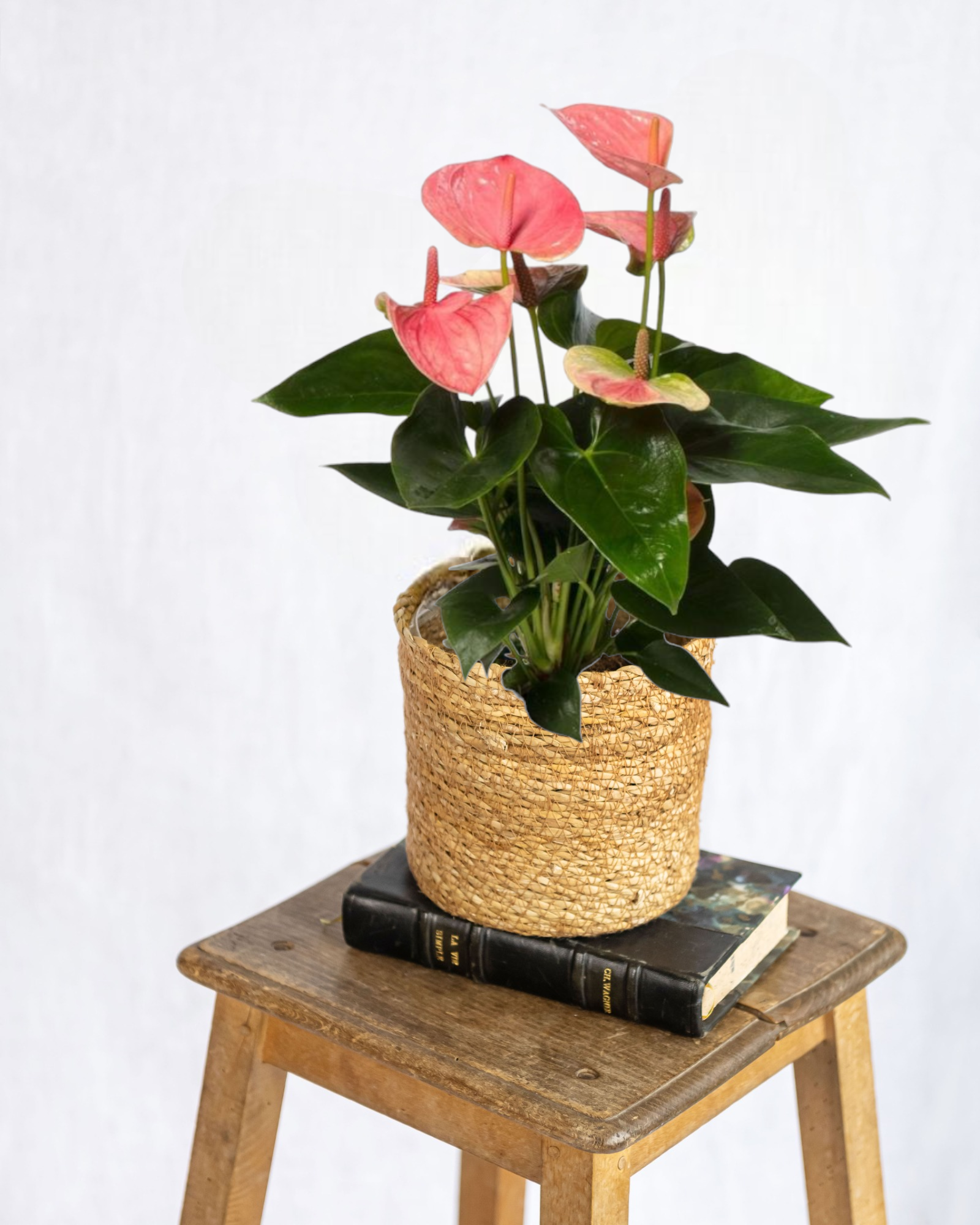 Plante d'intérieur - anthurium pêche rosée 35cm