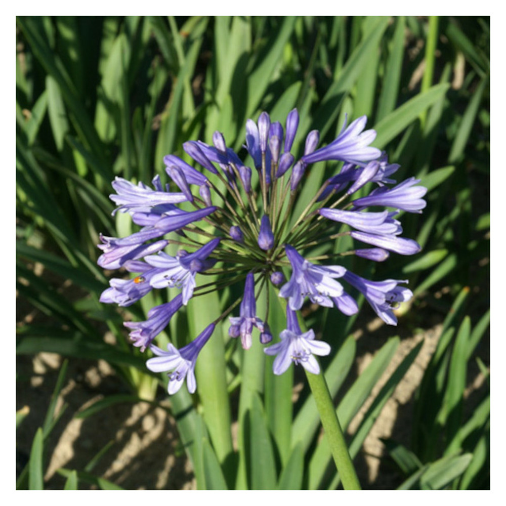 Agapanthe columba godet - 5/20 cm