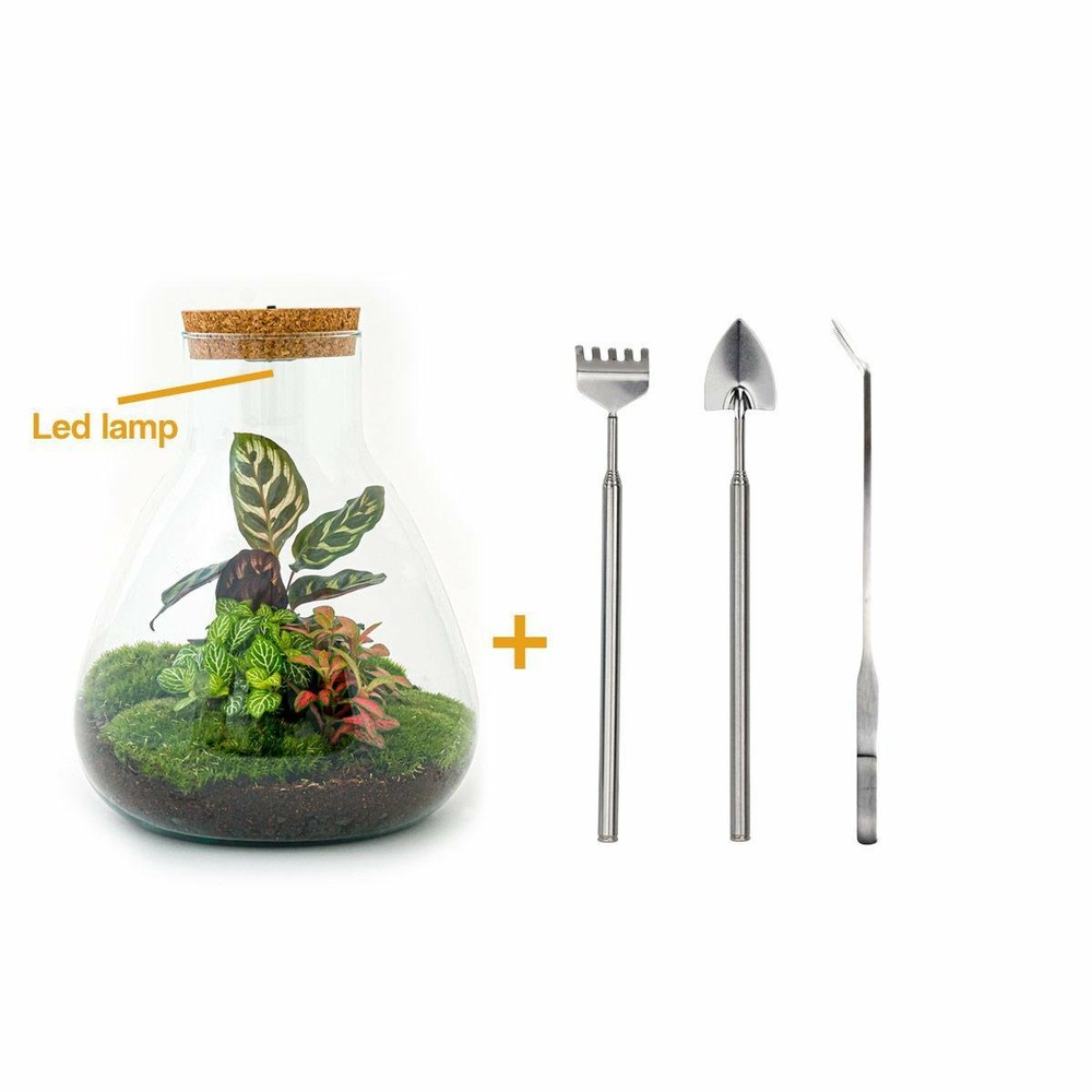 Kit terrarium diy - samos avec led calathea + fittonia rouge et verte - pelle + rateau + pince