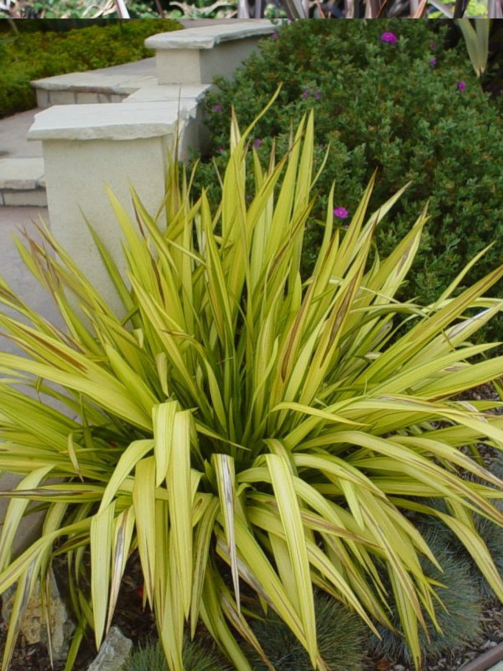 Lin de nouvelle-zélande 'yellow wave' pot de 2l/3l