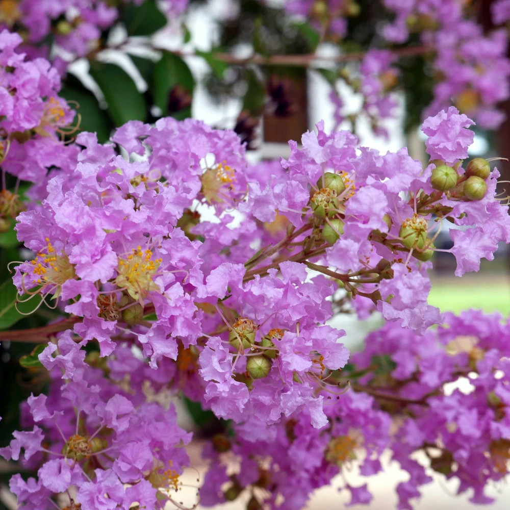 Lilas des indes with love® eternal 'milavio', lagerstroemia pot de 4l - 40/60 cm