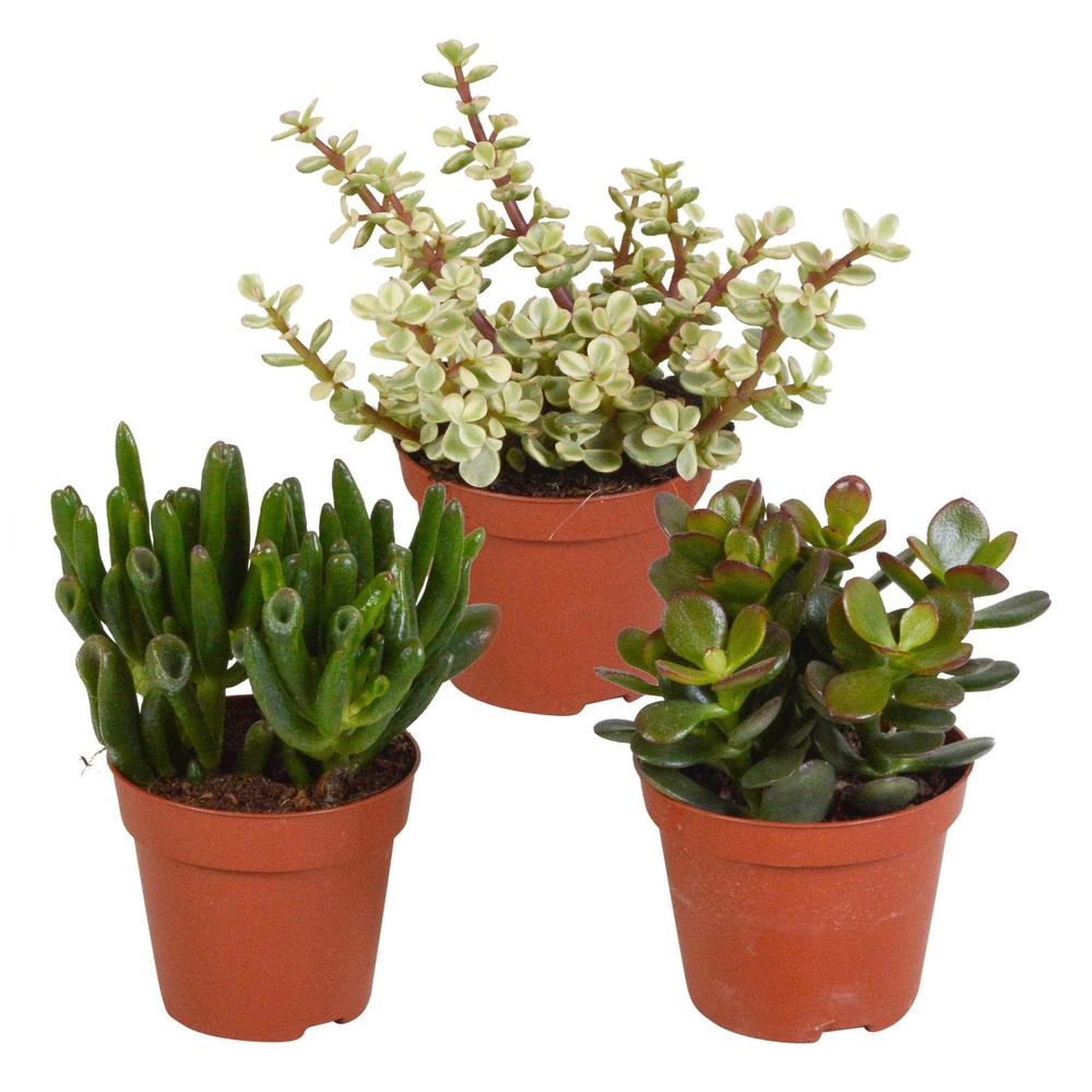 3 mélanges de crassulas - les 3 pots / 8.5cm / hauteur livrée 12-15cm