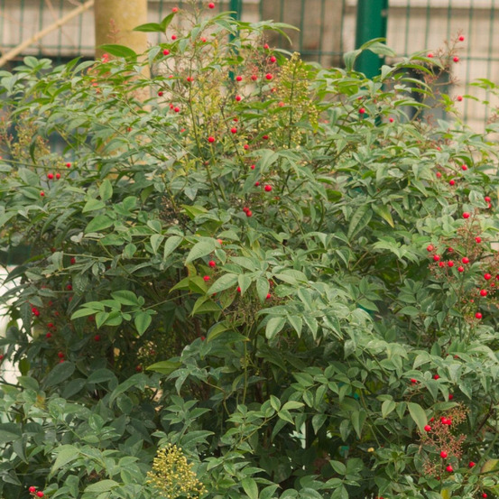 Bambou sacré gulf stream pot de 7,5l - 60/80 cm