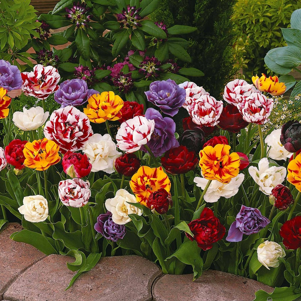 20 tulipes à fleurs de pivoine en mélange - le sachet de 20 bulbes / circonférence 12cm+, vendu par lot de 2