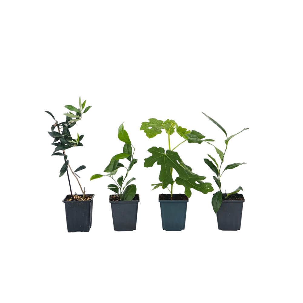 Mélange d'arbres fruitiers - set de 4 - hauteur 25-40cm - ⌀9cm