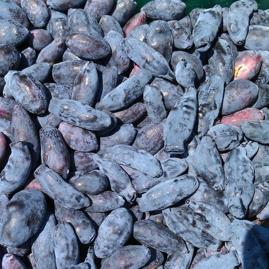 Baie de mai martin, camérisiers, chèvrefeuille comestible, lonicera kamtschatica godet - 5/20 cm