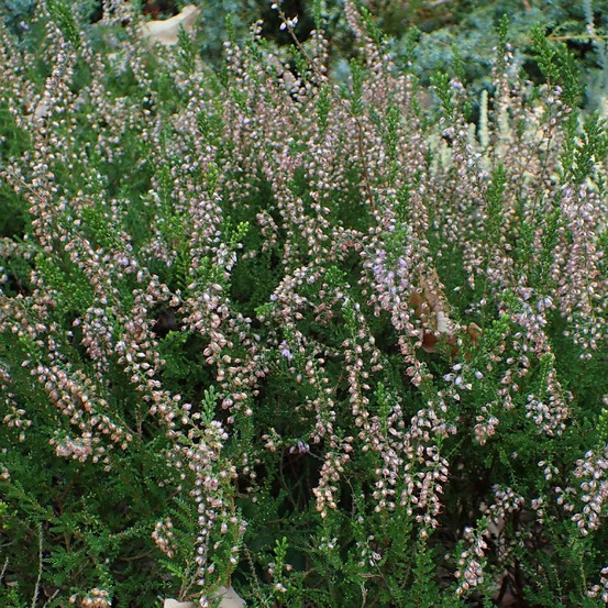 Bruyère d'été easter bonfire lot de 5 godets