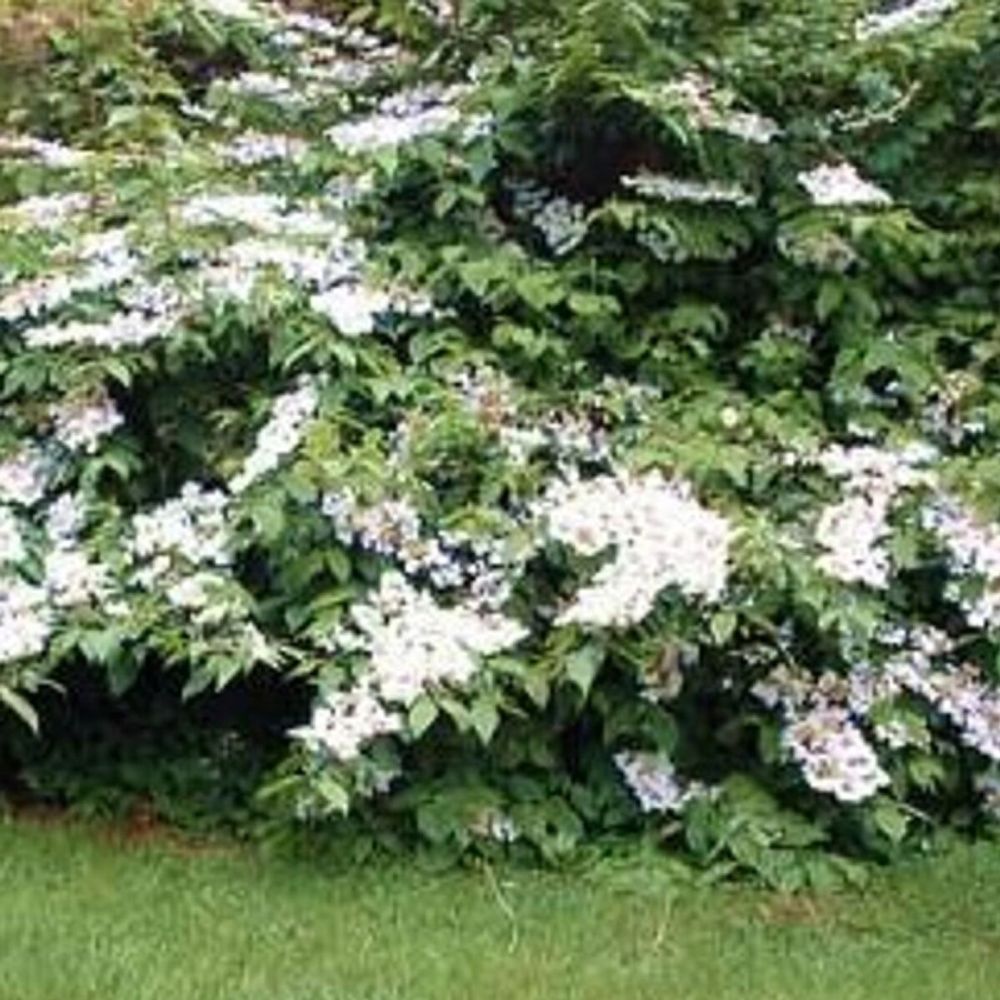 Viorne de chine lanarth, viburnum pot de 7,5l - 40/60 cm